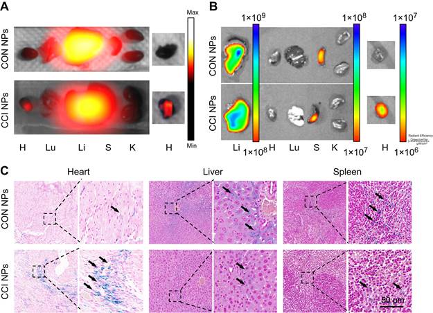 Theranostics Image