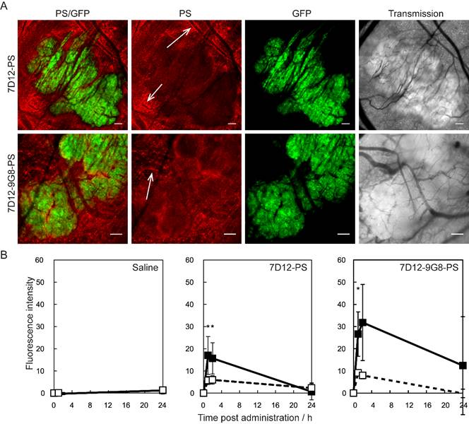 Theranostics Image