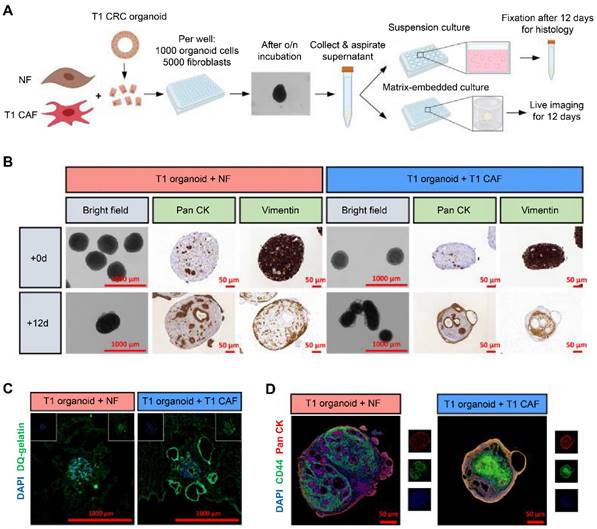 Theranostics Image