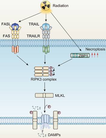 Theranostics Image