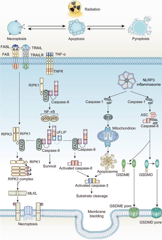 Theranostics Image