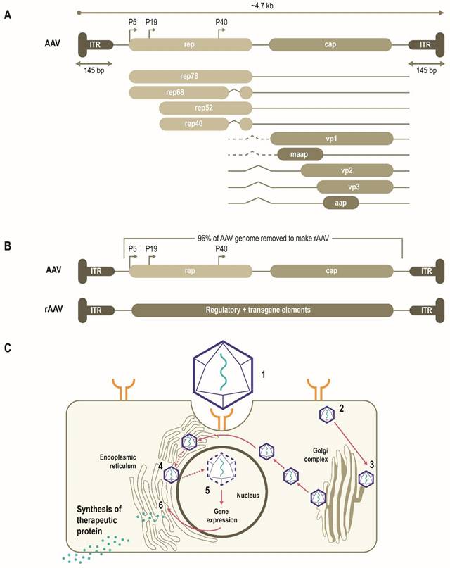 Theranostics Image