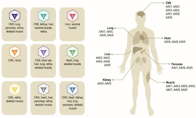 Theranostics Image