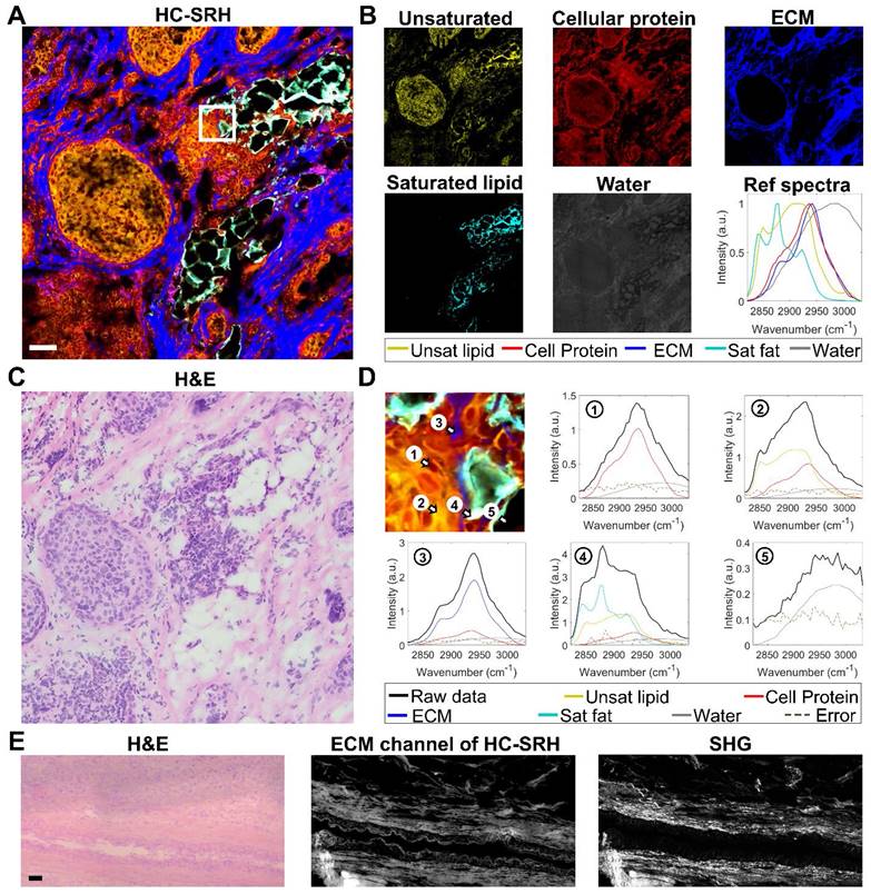 Theranostics Image