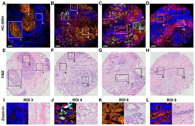 Theranostics Image