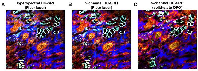 Theranostics Image