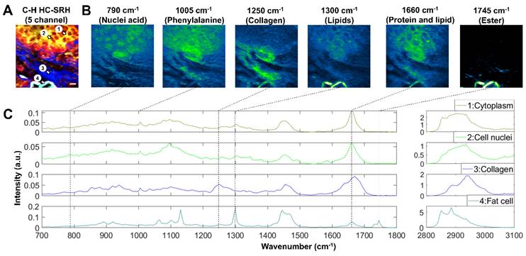 Theranostics Image