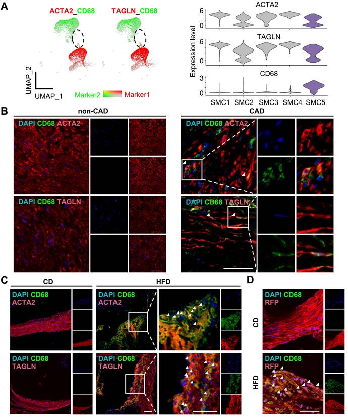 Theranostics Image