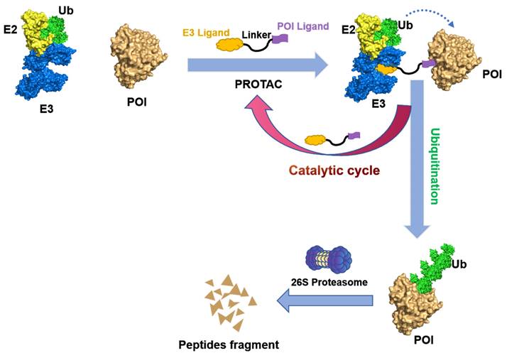 Theranostics Image