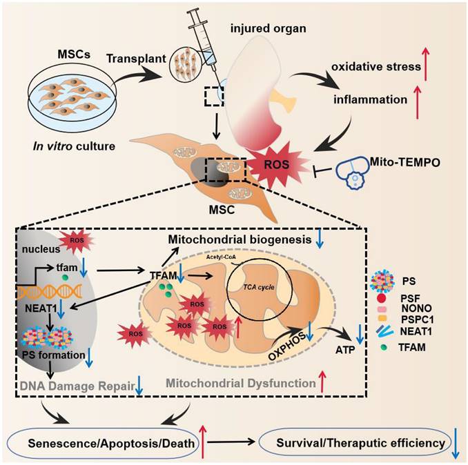 Theranostics Image