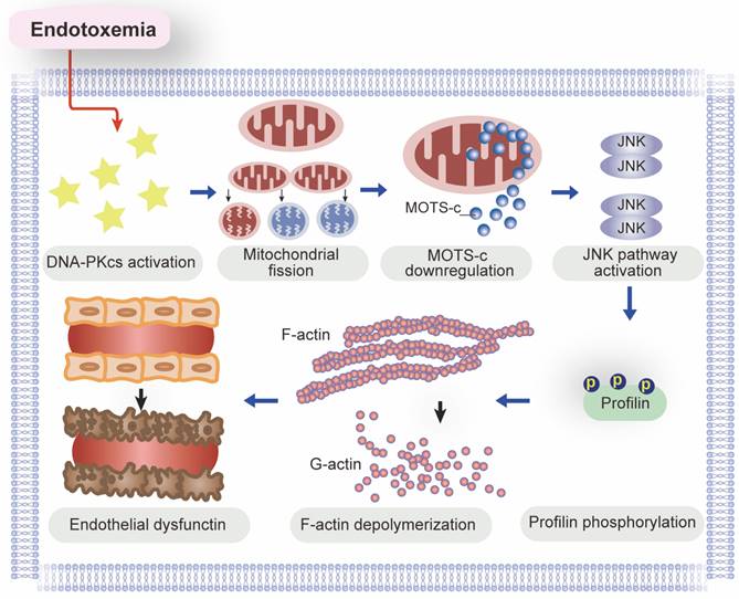 Theranostics Image