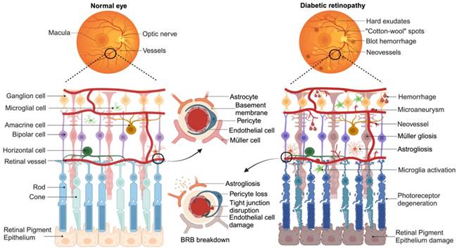 Theranostics Image