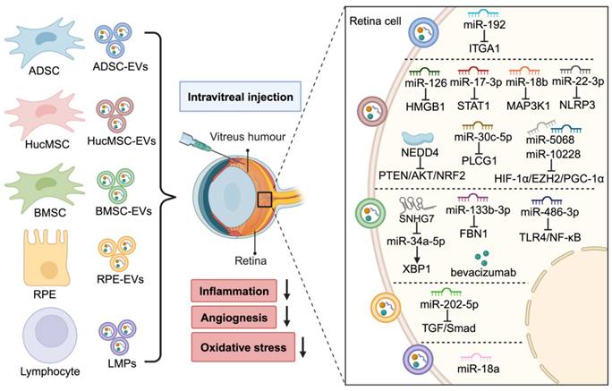 Theranostics Image