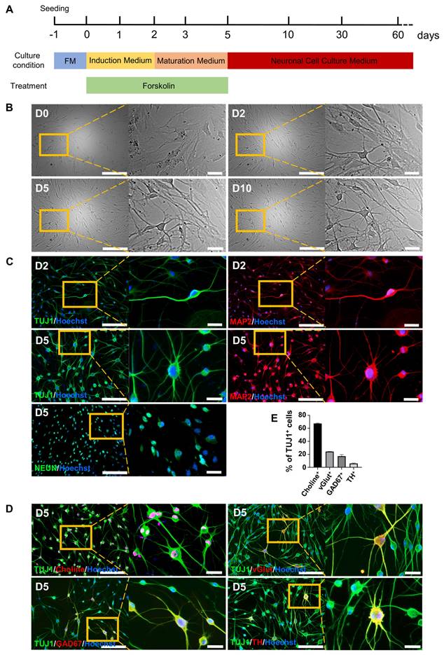 Theranostics Image