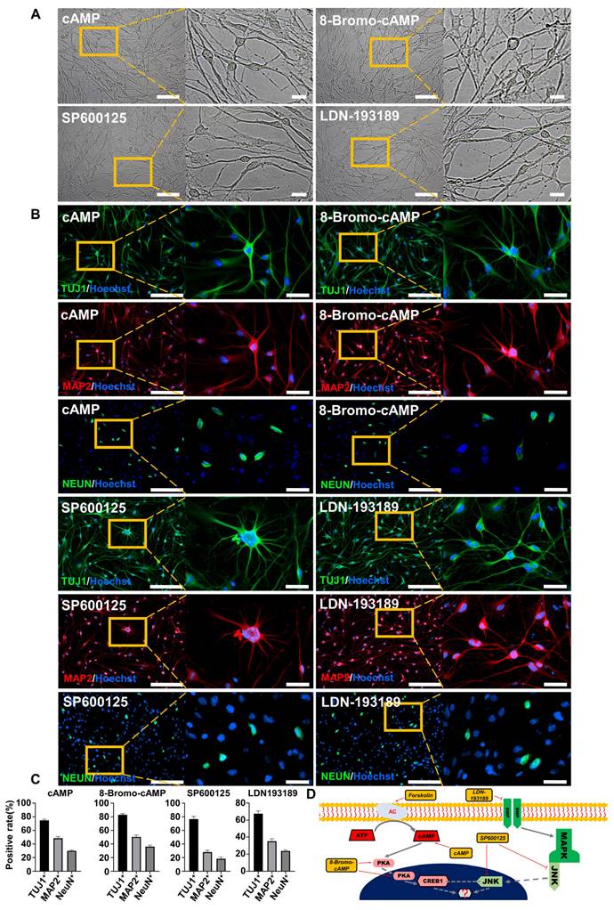 Theranostics Image