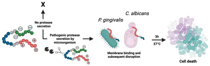 Theranostics Image