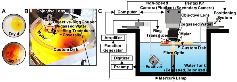 Theranostics Image