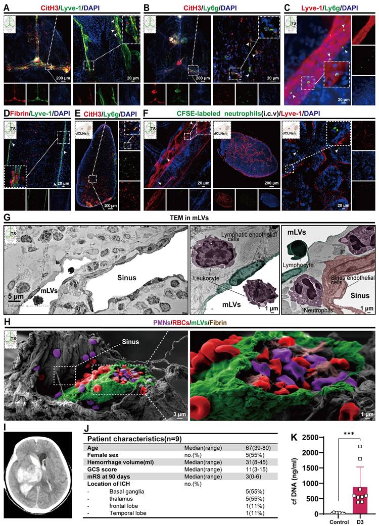 Theranostics Image