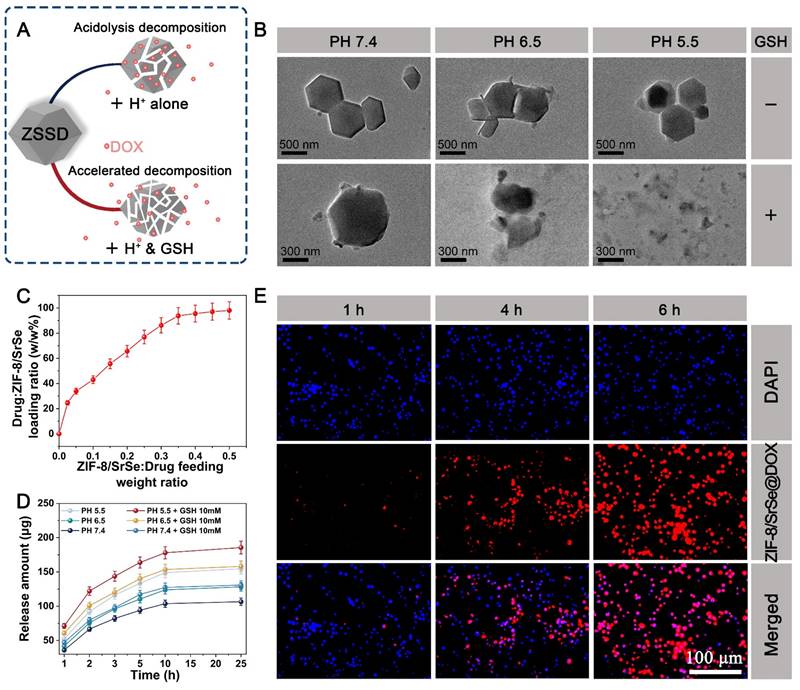 Theranostics Image