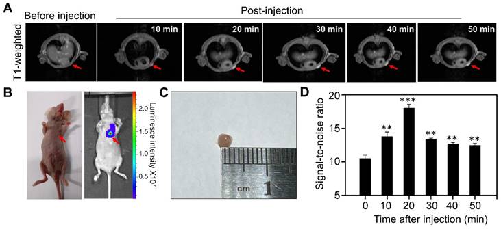 Theranostics Image