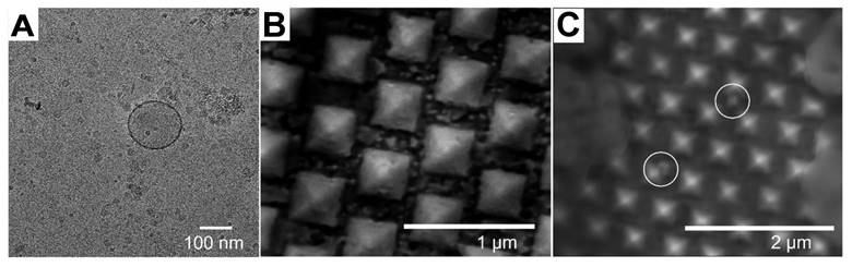 Theranostics Image