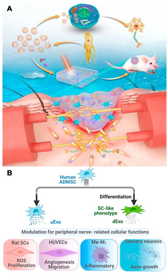 Theranostics Image