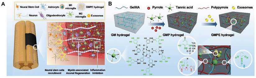 Theranostics Image