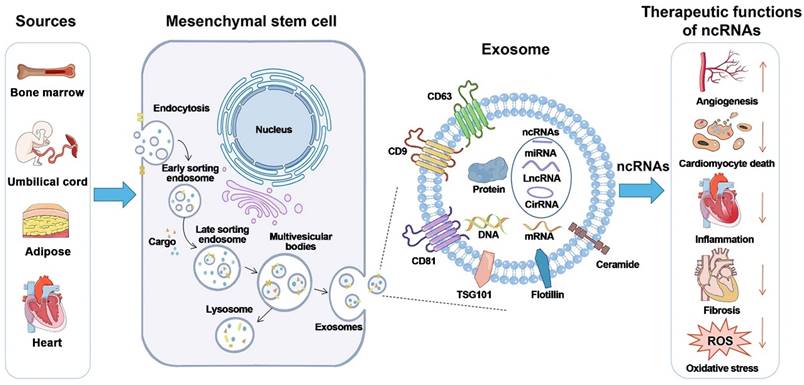 Theranostics Image