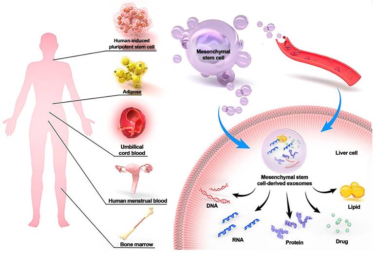 Theranostics Image