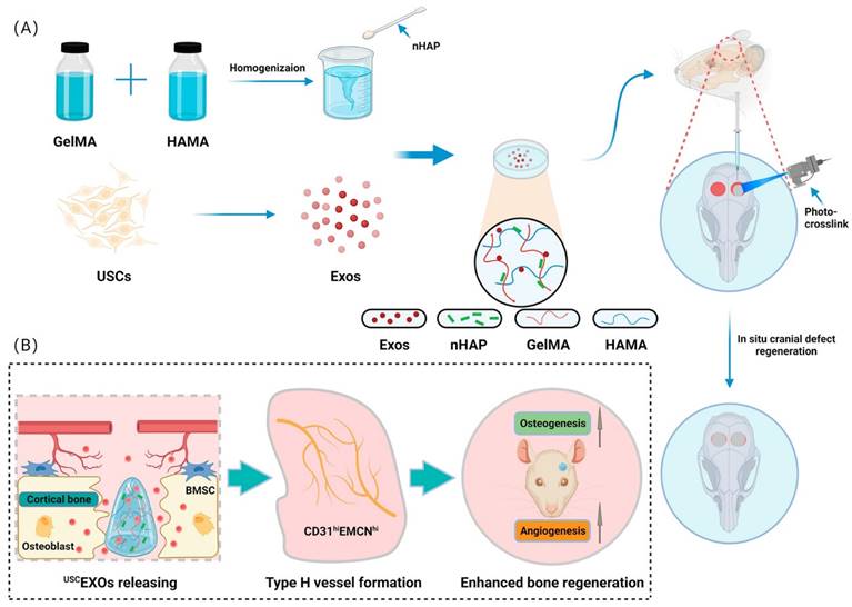 Theranostics Image