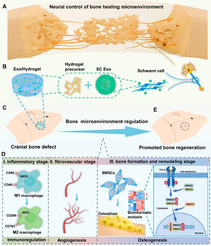 Theranostics Image