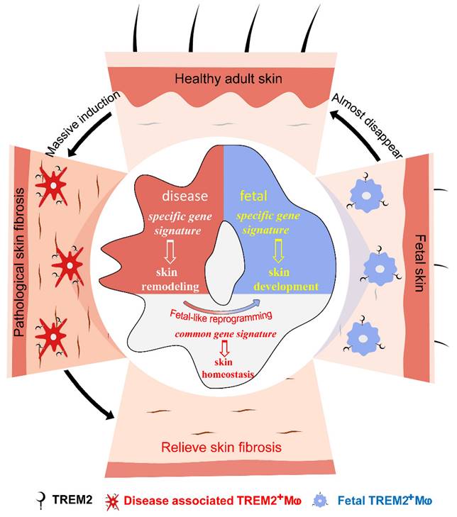 Theranostics Image