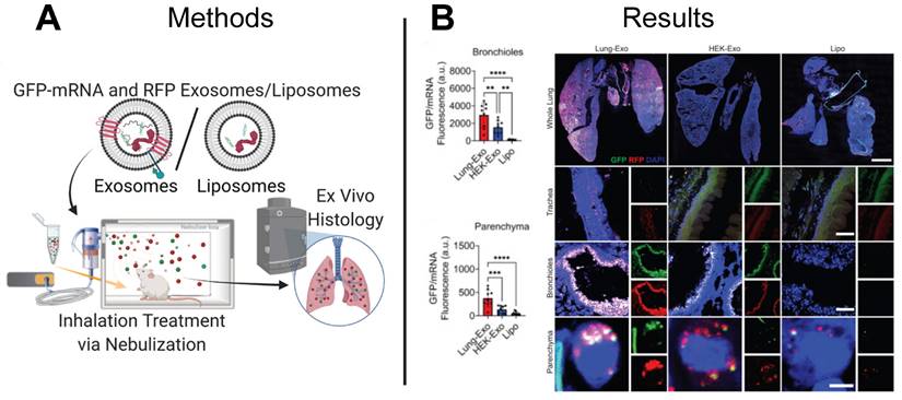 Theranostics Image