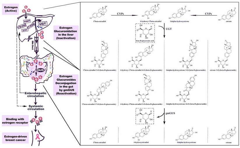 Theranostics Image