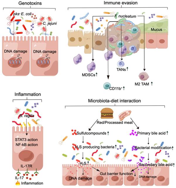 Theranostics Image