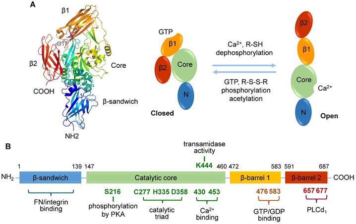 Theranostics Image