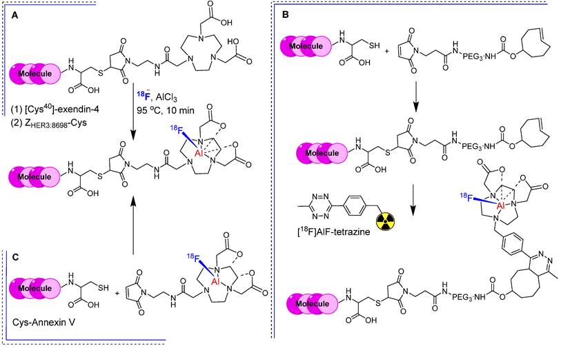 Theranostics Image