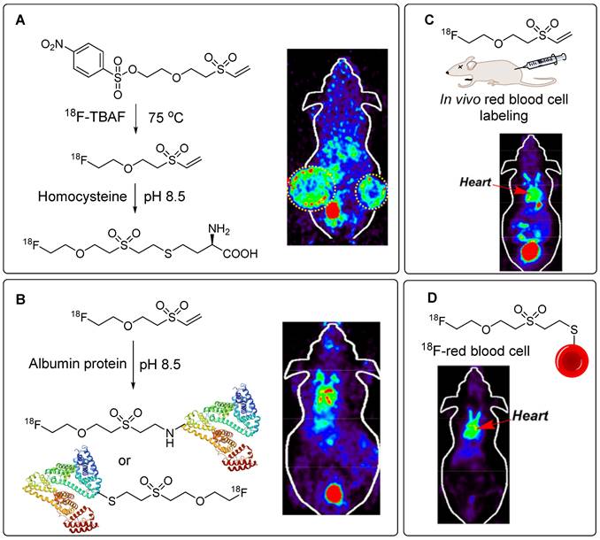 Theranostics Image