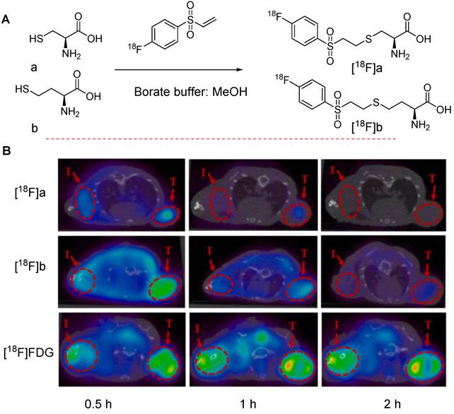 Theranostics Image