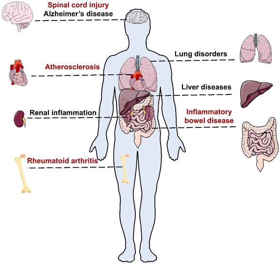 Theranostics Image