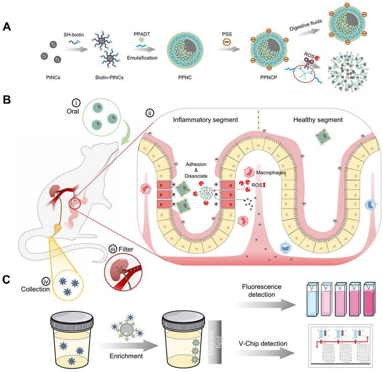 Theranostics Image