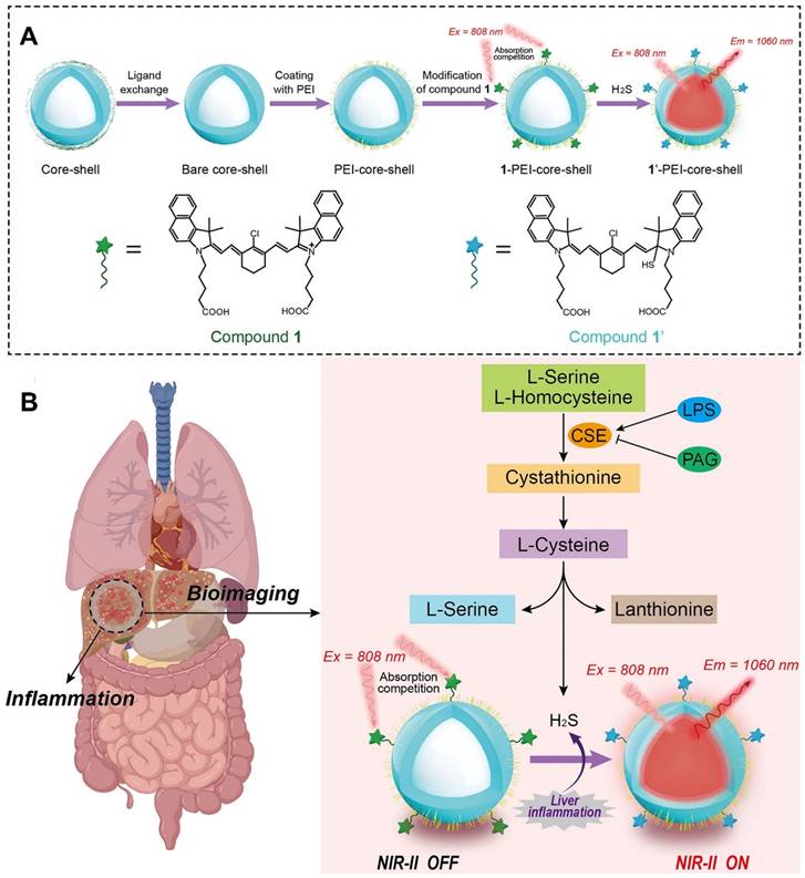 Theranostics Image