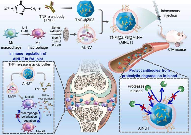 Theranostics Image