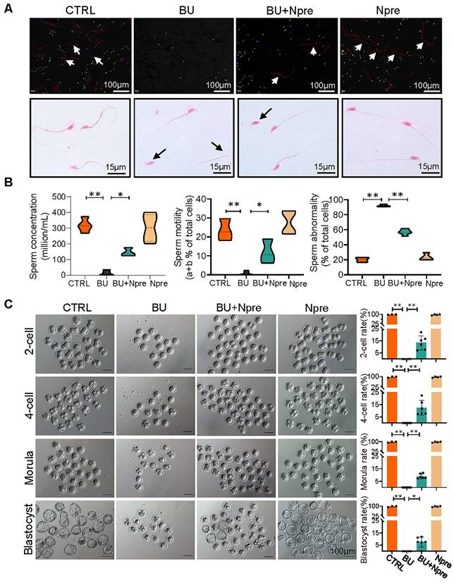 Theranostics Image