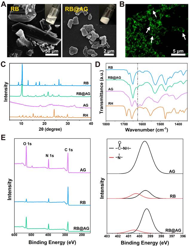 Theranostics Image