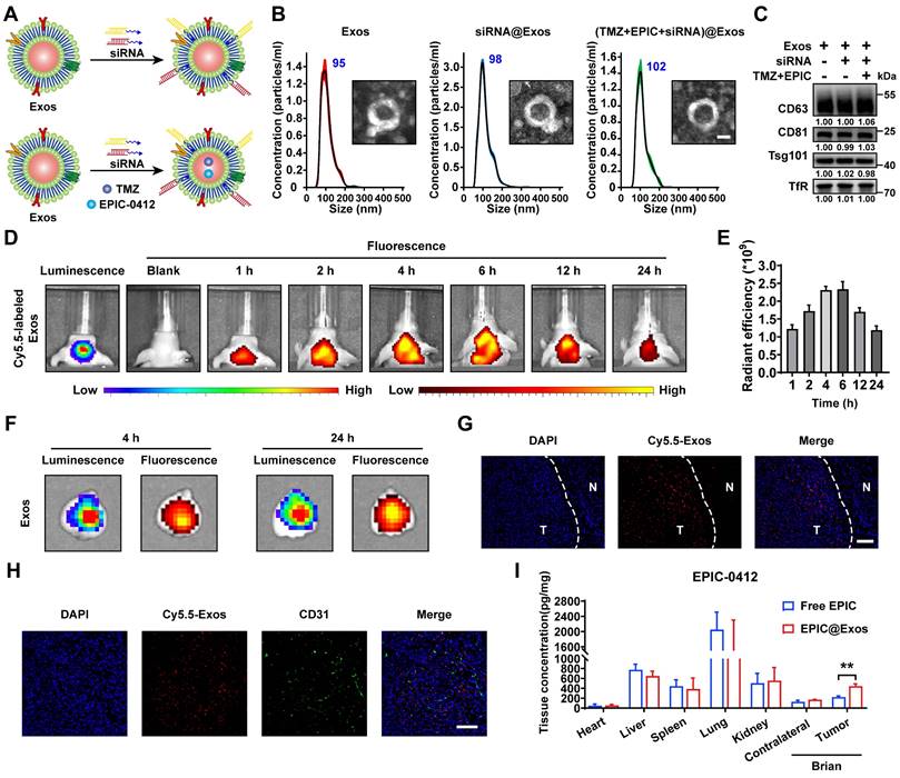 Theranostics Image