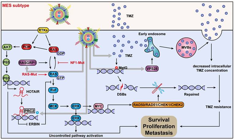 Theranostics Image