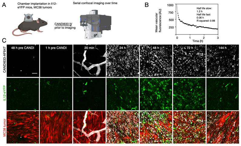 Theranostics Image