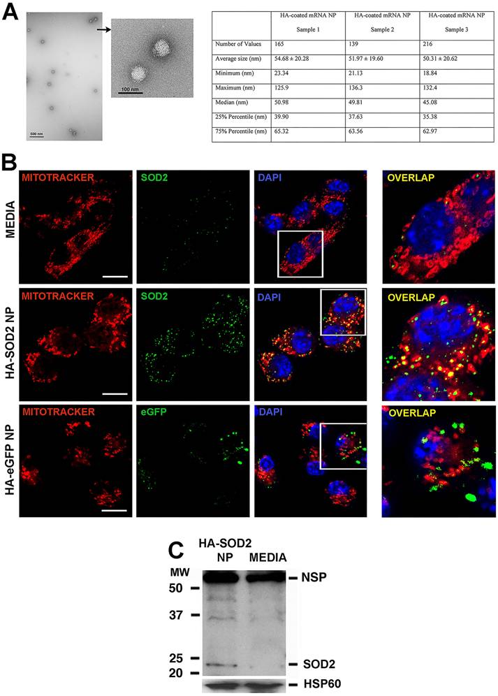 Theranostics Image