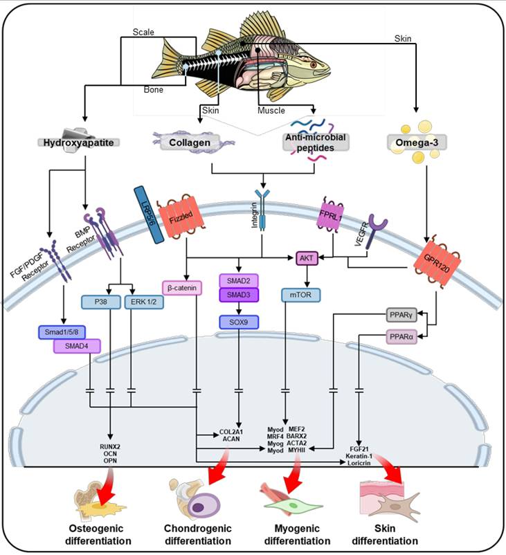 Theranostics Image